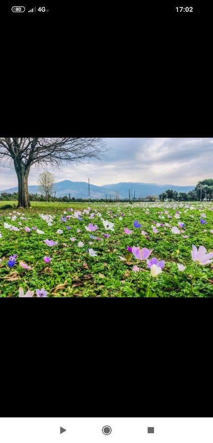 Villa By The River Facing The Hermon In 다프나 외부 사진