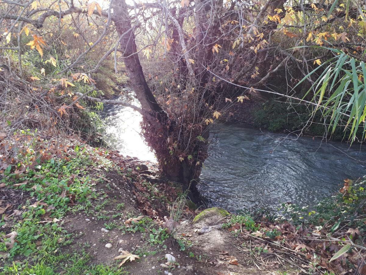 Villa By The River Facing The Hermon In 다프나 외부 사진